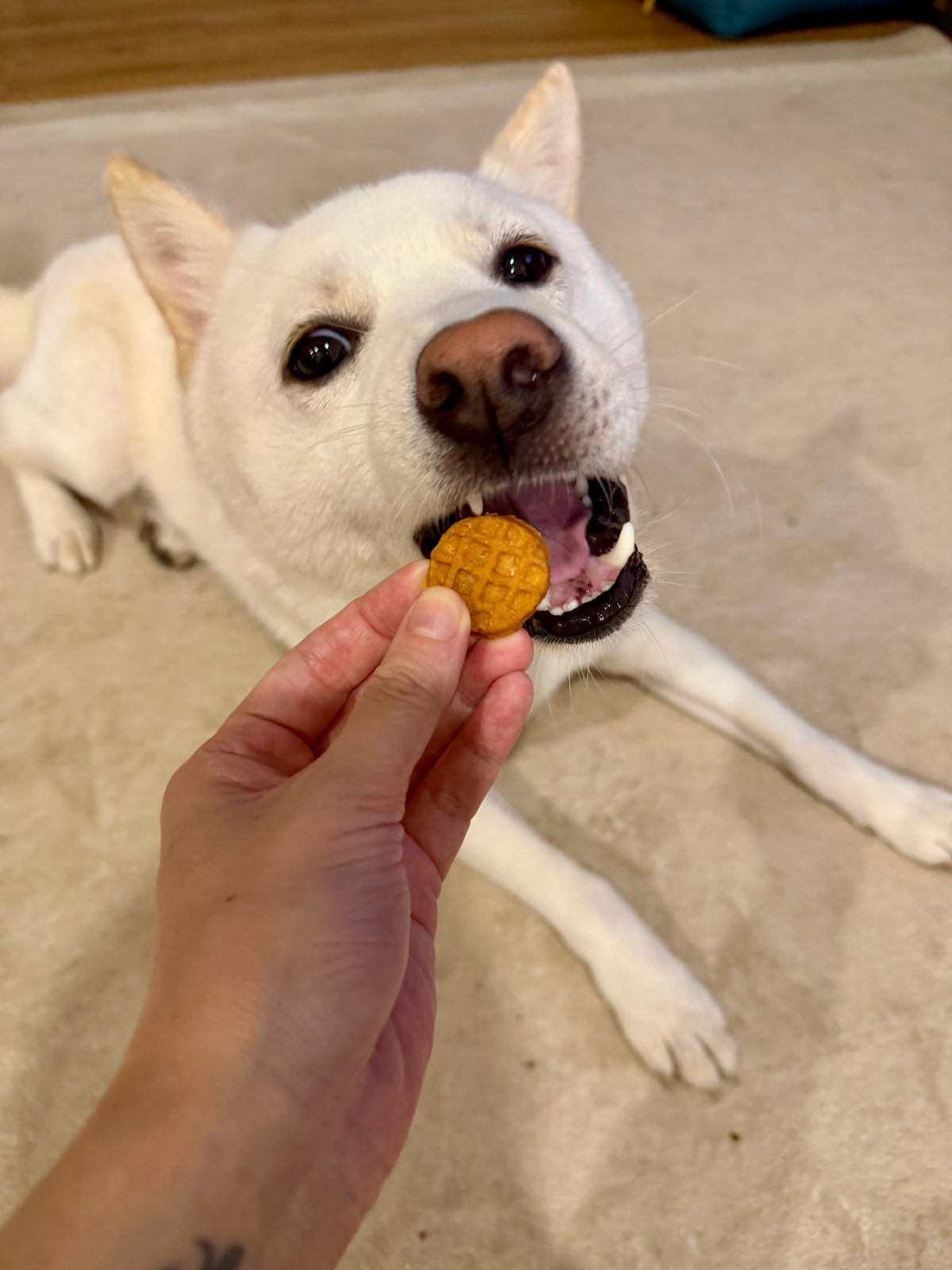 Meaty Pawffles