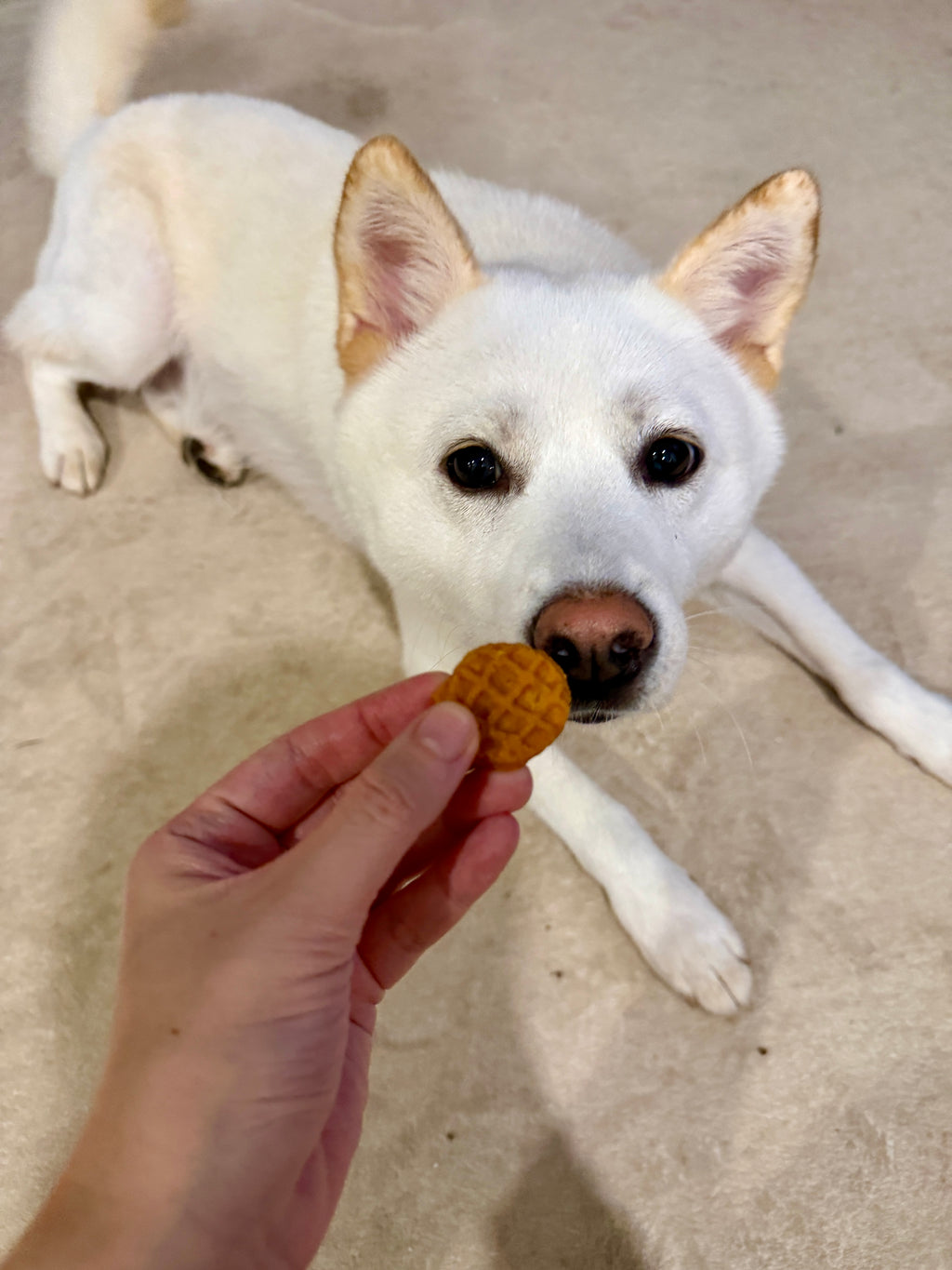 Meaty Pawffles