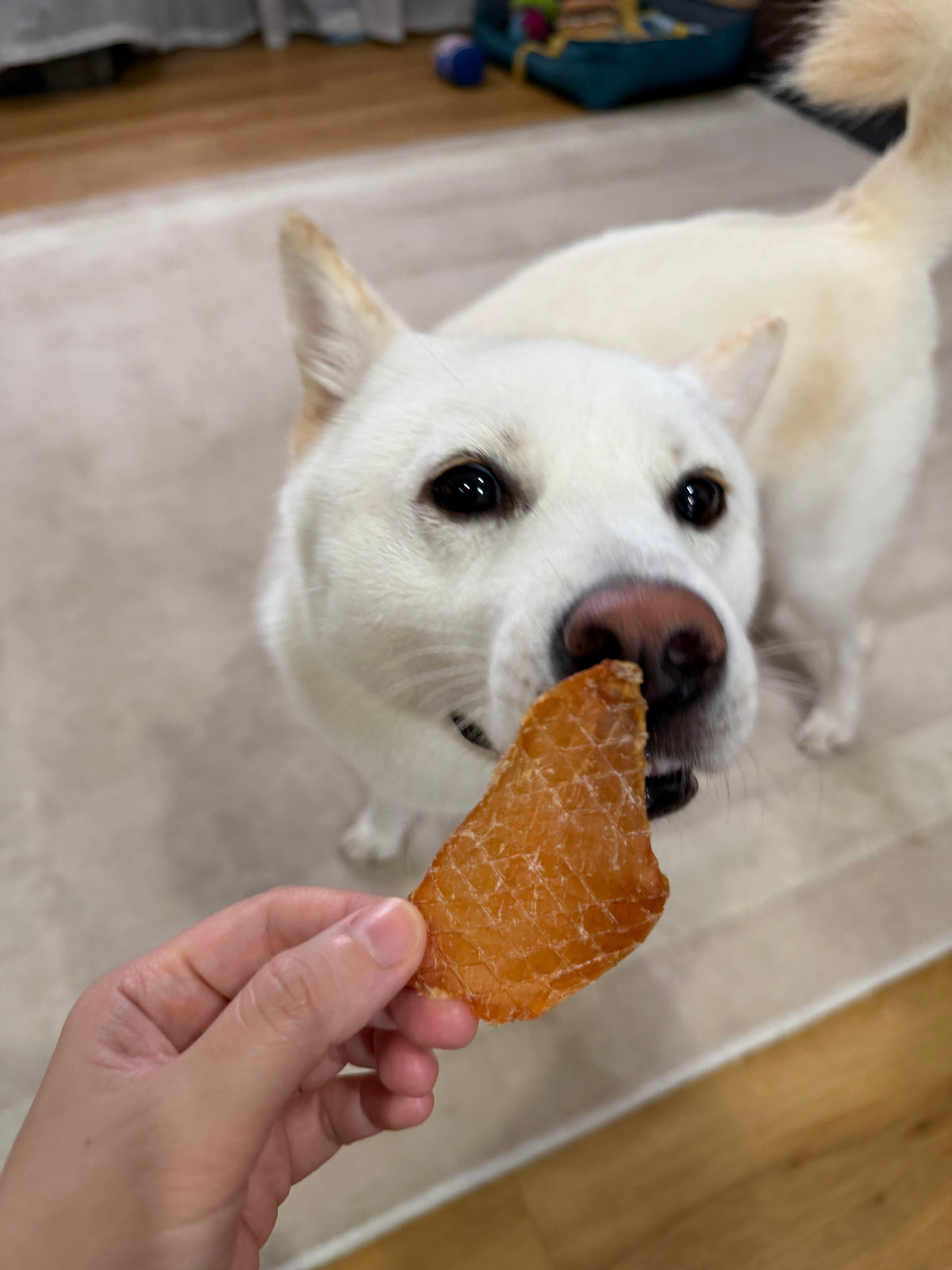 Crispy Chicken Jerky