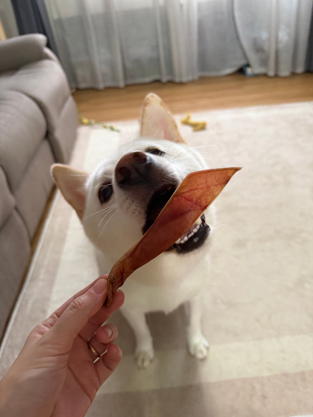 Dehydrated Pig Ear